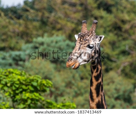 Rothchild's Giraffe Close up Side Profile