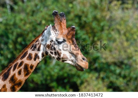 Rothchild's Giraffe Close up Side Profile