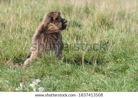 Gelada or Bleeding Heart Monkey Sat on Grass