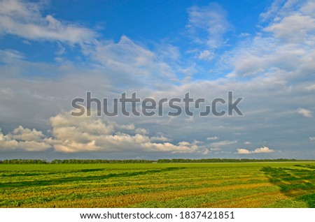 Rural fields and meadows sown with winter crops.
