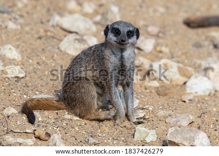 Meerkat Sitting on the Ground