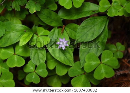 star shaped flower among clovers