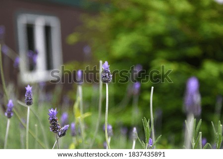 purple lavender plant in fields