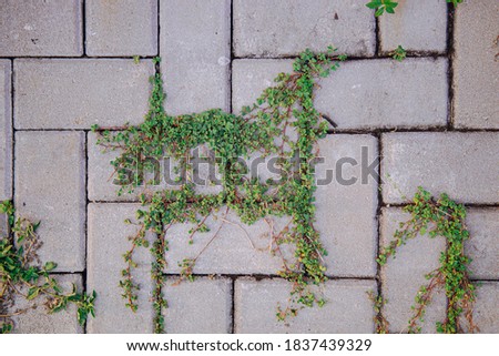 weeds growing between the paving blocks