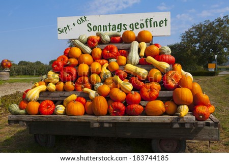 Very many different Colorful pumpkins on a tractor trailer in the summer against bright blue sky