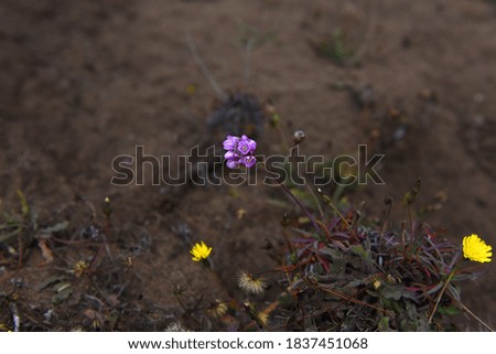 purple flower with dark brown dirt background