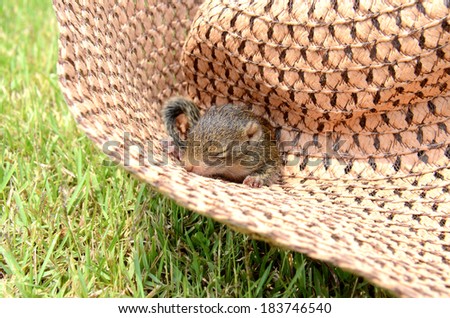 Baby Squirrel try to open eyes to see new world on brown hat.