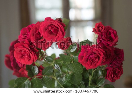 Rose flowering plant without thorns used as a ornamental plant