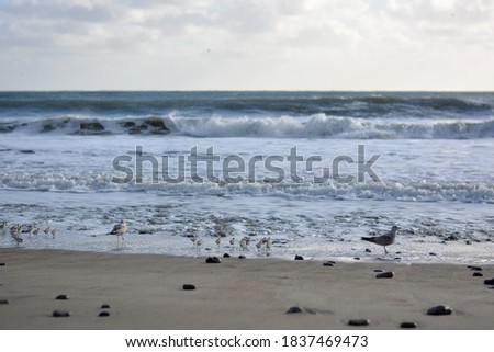 baby seagulls on beach by water