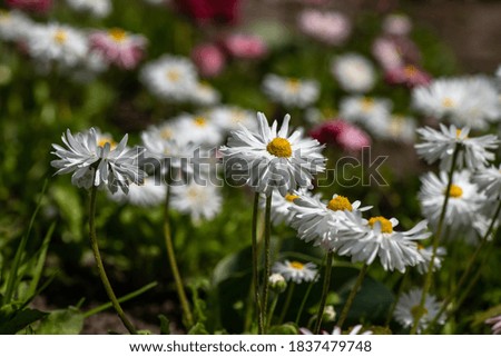 Nice summer field flowers at sunny day nature close up photography