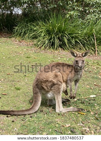 Kangaroo and joey in pouch in natural habitat in a National Park in Jervis Bay, New South Wales, Australia