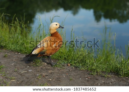 orange duck in summer park