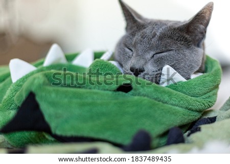Russian blue cat is resting after a shower. Bathing cats. Green towel with polka dots. Rest and sleep of a domestic cat.
