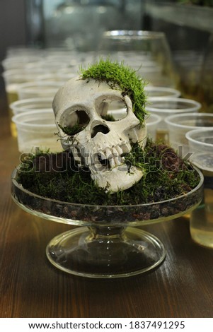 A realistic mock up of a human skull is sold in a store to decorate aquariums.