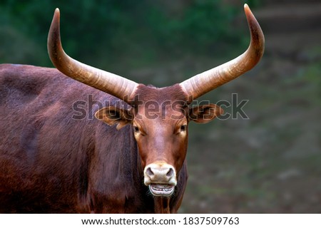 
picture of an african cow watusi