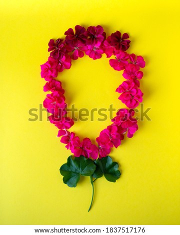 Circle of red Geranium Pelargonium flowers  isolated on yellow background.Beautiful floral background of pelargonium. Flat lay, top view