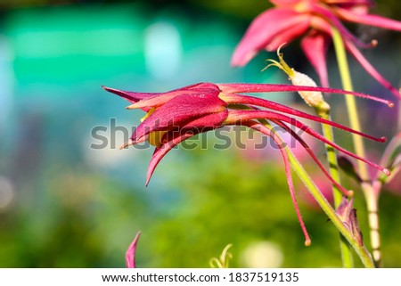 Red aquilegia flower in the garden. Beautiful columbine in bright sunlight.
