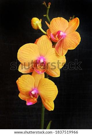 Orange phalaenopsis orchid with blossoming flowers and buds on a black background, selective focus, vertical orientation. Royalty-Free Stock Photo #1837519966