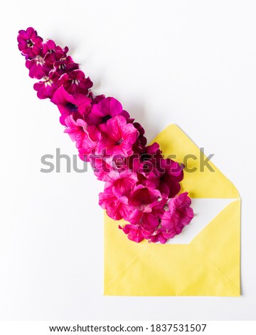 Opened yellow envelope with red and purple Geranium Pelargonium flowers on a white background  Festive greeting concept, floral background, happy valentines day, women's day, 8 of march, mother's day