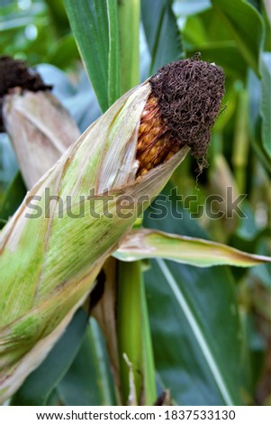 Picture of a maize plant with its corn cob, Zea mays