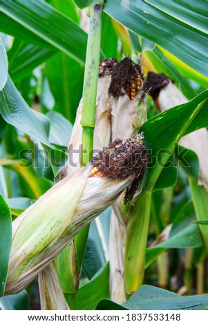 Close-up of a corn plant with corn cob, Zea Mays