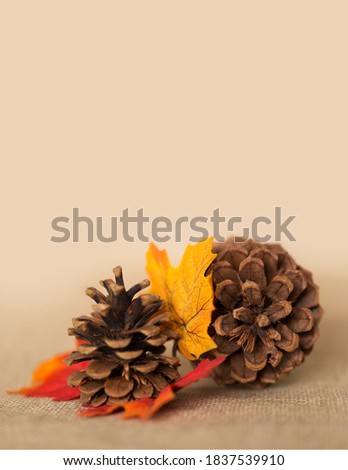 Thanksgiving, Halloween Pumpkin photo shoot brown pine cone, red and yellow fall leaves, decoration for Autumn season, burlap background