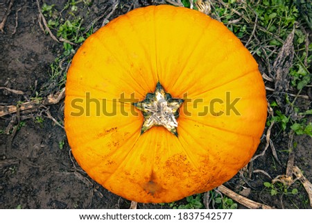 This is a picture of a pumkin looking down from the top. rhw remains of the stem look like a star