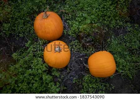 Here is a picture of three pumpkins in a row. Taken in a Pumpkin Patch
