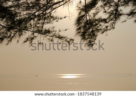 silhouette of plants by the sea during sunrise