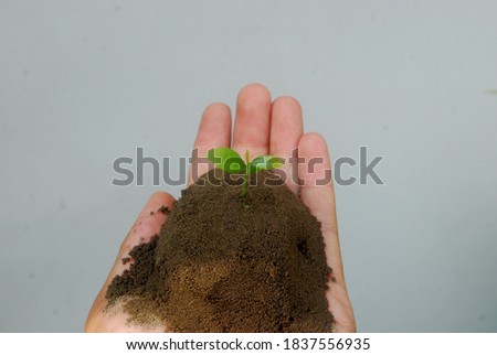 Asian man hand holding a small seedling, plant a tree, reduce global warming, World Environment Day