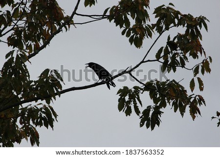 A crow calls from a tree branch