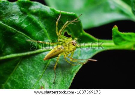 picture of yellow ghost spider