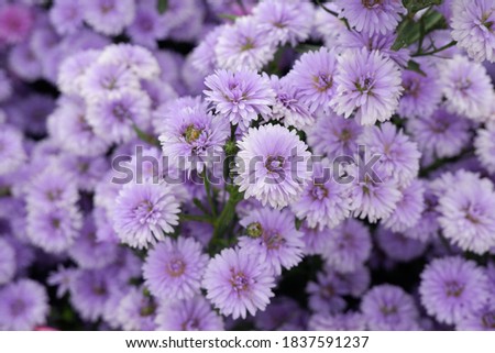 Michaelmas Daisies(Asters), Margaret flower. Purple pink flower field.