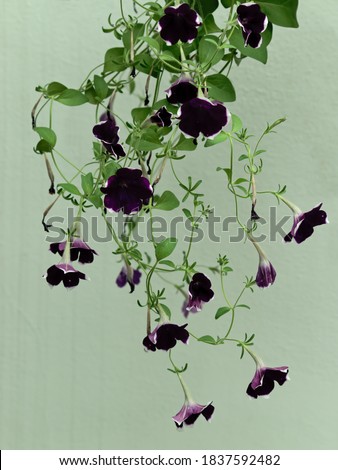 portrait format image of thin branches of a morning glory plant with dark blue flowers on a light background - POA, SAO PAULO, BRAZIL.