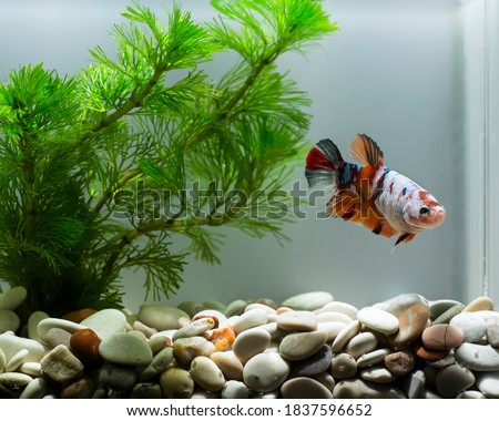 betta fish multicolor in aquascape