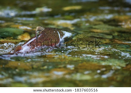 A Wild Chinook Salmon Spawning In The Cedar River Royalty-Free Stock Photo #1837603516