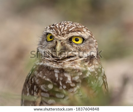 Burrowing Owl portrait - Athene cunicularia