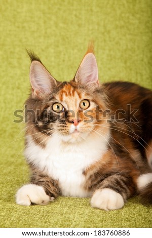 Black tortie adult Maine Coon lying down on lime green background