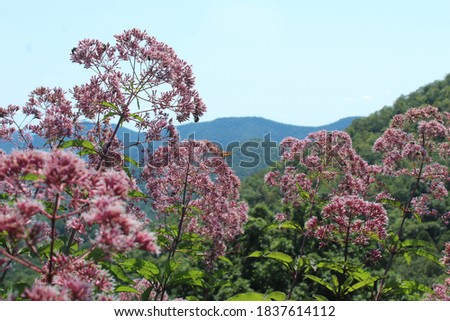 Milkweed flower in the Blue Ridge Mountains 