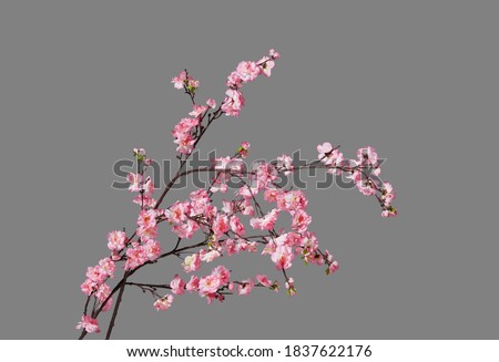 Fake peach blossom branch  to decorate for celebrating Lunar New Year. It's also called Tet holidays in Vietnam, isolated on gray background Royalty-Free Stock Photo #1837622176