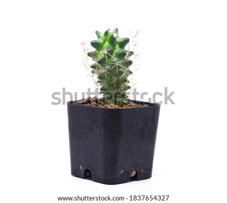 Cactus in pots isolated on white background. Side view of the picture.