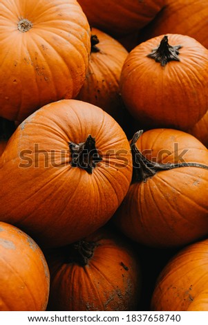 Pumpkins on a pumpkin farm