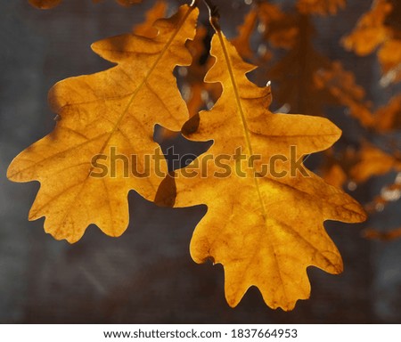 brown oak foliage. close-up image. Autumn background.