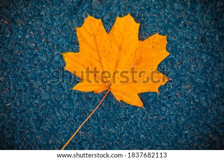 Large yellow maple leaf on the road