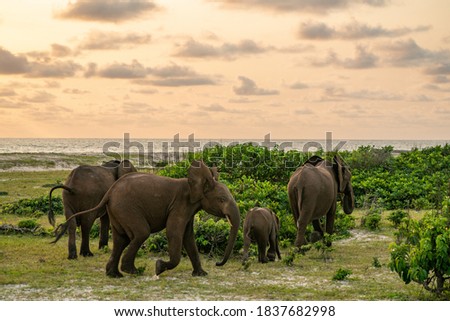 Forest Elephants in Loango National Park in Gabon Royalty-Free Stock Photo #1837682998