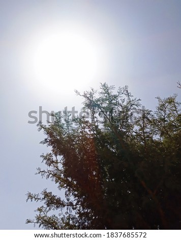 Photo of nature fall view tree and sun. 