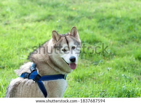 A friendly female Alaskan malamute with blue harness. A lovely Northern breed dog sitting in a field.