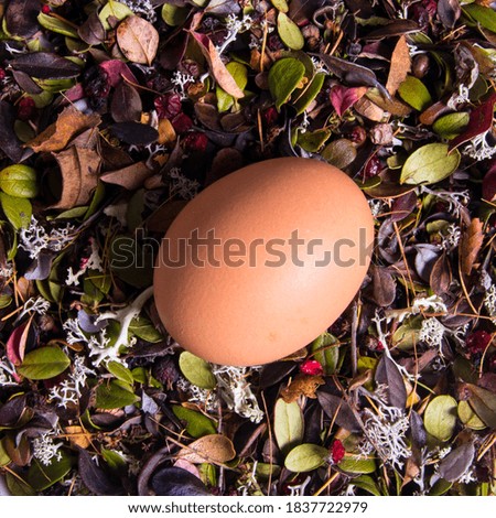 Close-up of fresh brown eggs,on the grass,top view,copy space,background,advertising