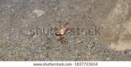 Picture of a Crab in Dehradun Robbers Cave