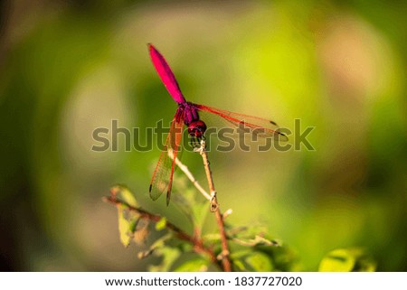 A Scarlet Dragonfly on  a twig